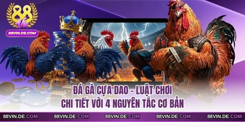 Đá gà cựa dao